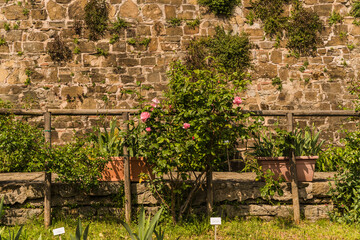 old stone wall and pink flowers 