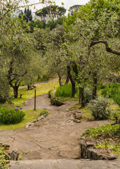 path of stone steps in in old Italian garden surrounded by trees 