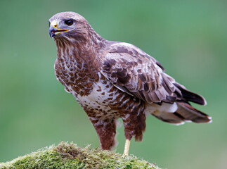 common buzzard