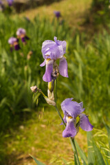 isolated light purple iris flower at botanical garden in Florence, Italy 