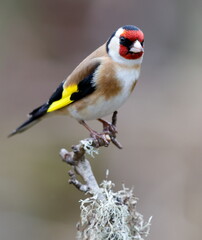 goldfinch on a branch