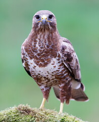 common buzzard looking straight at me