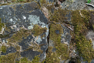 moss on stone