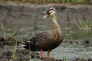 雨の中鳴くカルガモ