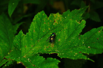 Home housefly sitting on a long green leaf close up macro shoot