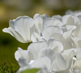 close up of white tulip