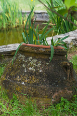 old pot with green plant and musk in a botanical garden In Italy 