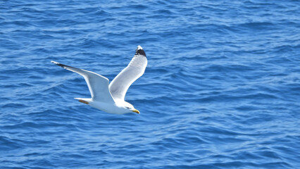 Extreme zoom photo of sea gull flying next to cruising ship in the Aegean with deep blue sky