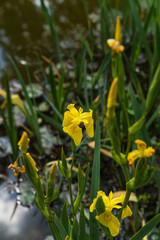 Close up detail of Iris flower taken at the international botanical garden Giardino dell'Iris in Florence, Italy