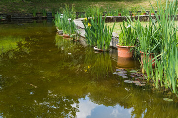 pond lake in botanical iris garden in Florence, Italy in Spring 
