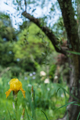 Close up detail of Iris flower taken at the international botanical garden Giardino dell'Iris in Florence, Italy