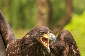 Portrait of a young bald eagle with an open beak.