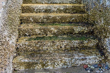 Barnacles On Stairs