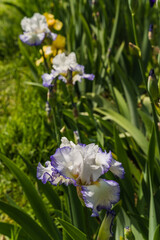 Fototapeta premium Close up detail of Iris flower taken at the international botanical garden Giardino dell'Iris in Florence, Italy