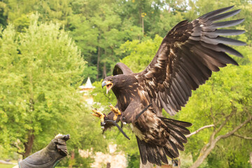 Portrait of a young bald eagle with an open beak.