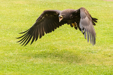Portrait of a young bald eagle with an open beak.