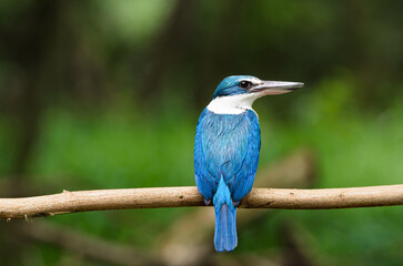 Collared Kingfisher sitting happily on a branch after feeding and waiting for its mate. on a warm sunny day It has a very clear blue color. It has a very beautiful blue and white color.