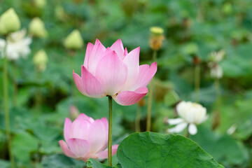 Obraz premium The lotus flower is in full bloom in the lake, and there are many small flowers alternately high and low, waiting for the swarms of insects to pollinate them. Sending a scent that permeates the whole