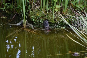 Grass snake in a Pond