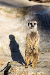 Fototapeta premium Meerkat - Suricata suricatta - Guarding his territory