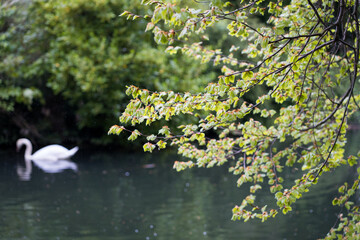 Obraz na płótnie Canvas Tree on the lake, with swan in background