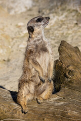 Meerkat - Suricata suricatta - Guarding his territory