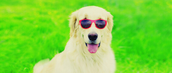 Portrait of Golden Retriever dog in sunglasses on grass in summer day