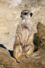 Fototapeta premium Meerkat - Suricata suricatta - Guarding his territory