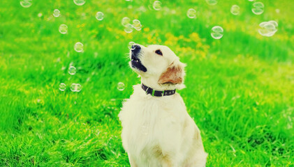 Happy young Golden Retriever dog playing with soap bubbles on green grass in summer day