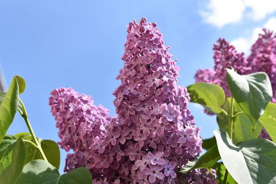 bez, kwiaty, wiosna, fioletowe, krzew,  