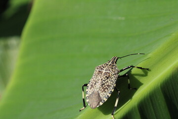 Around the garden there are insect animals that are so cute and beautiful to look at. but can be enjoyed through uploaded photos.
