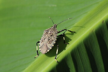 Around the garden there are insect animals that are so cute and beautiful to look at. but can be enjoyed through uploaded photos.