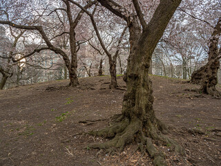 Obraz premium Central Park in spring