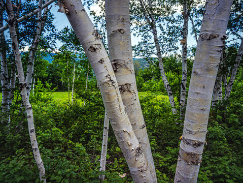 Betula papyrifera ,paper birch