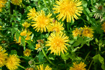 Yellow dandelion flowers Taraxacum officinale. Blooming dandelion.