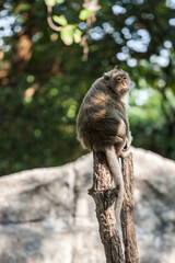 Macaque sitting on a tree