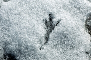 Deep bird track in the snow close up