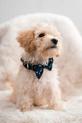 Retrato de cachorro de perrito French poodle blanco con moño azul en fondo de peluche 