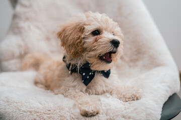 Retrato de cachorro de perrito French poodle blanco con moño azul en fondo de peluche 