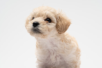 Retrato en fondo blanco de un perrito cachorro de french poodle de un mes de vida 