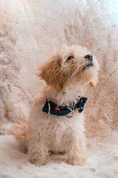 Retrato de cachorro de perrito French poodle blanco con moño azul en fondo de peluche 