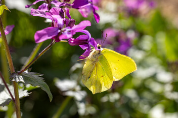 Yellow butterfly feeding on a purple violet Lunaria flower, sunny day in springtime.