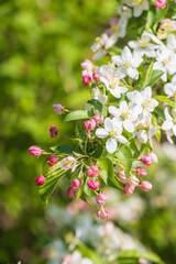 Malus toringo Detail Blüte