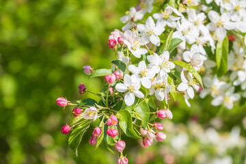 Malus toringo Detail Blüte
