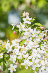 Malus toringo Detail Blüte