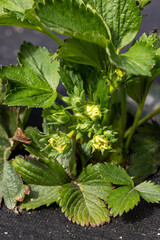 Strawberries growing at the farm, close up