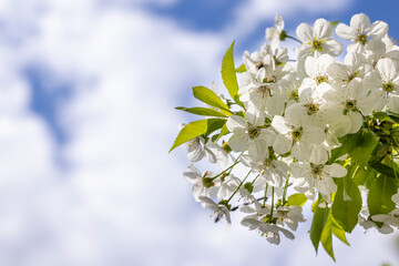 Spring background art with white cherry blossom on blue sky background. Beautiful nature scene with blooming tree and sun flare