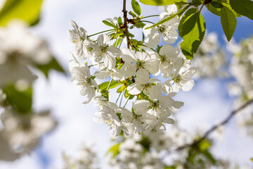 Spring background art with white cherry blossom. Beautiful nature scene with blooming tree and sun flare