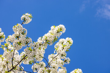 Spring background art with white cherry blossom on blue sky background. Beautiful nature scene with blooming tree and sun flare