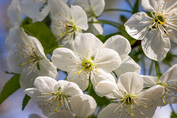 Spring background art with white cherry blossom. Beautiful nature scene with blooming tree and sun flare